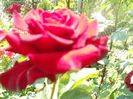 DSCN6350