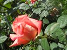 DSCN6353