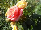 DSCN6356