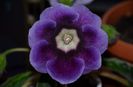 Tigrina blue I