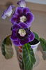 Tigrina blue I