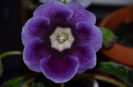 Tigrina Blue