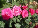 DSCN6362