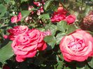 DSCN6364