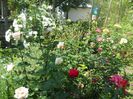 DSCN6393
