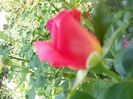 DSCN6395