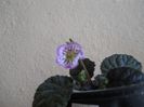 DSCN6433