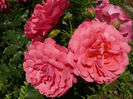 Rosarium Ueterson