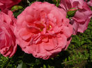 Rosarium Ueterson