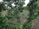 DSCF1626