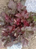 heuchera