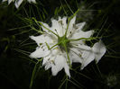 Nigella damascena (2014, June 06)