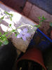 campanula isophylla