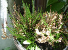 Calluna vulgaris vara