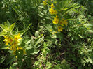 Lysimachia punctata
