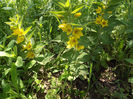 DSCF2961