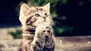 cute-catscute-cat-picture-funny-pictures-1s7hss3t