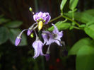 Solanum dulcamara (2014, June 07)