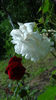 DSC01528