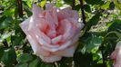 DSC01532