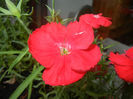 Red Dianthus (2014, June 07)