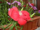 Red Dianthus (2014, June 07)