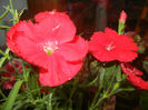 Red Dianthus (2014, June 07)
