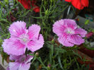 Pink Dianthus (2014, June 07)