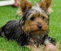 Yorkshire-Terrier111-0n
