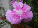 Pink Dianthus (2014, June 07)