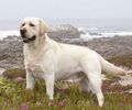 Labrador-Retriever-0n