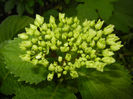 Hydrangea macrophylla (2014, May 24)