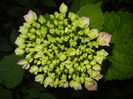 Hydrangea macrophylla (2014, May 28)