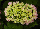 Hydrangea macrophylla (2014, May 29)