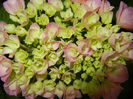 Hydrangea macrophylla (2014, May 29)