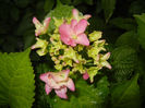 Hydrangea macrophylla (2014, June 04)