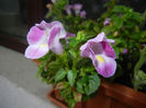 Torenia Rose Dream (2014, June 07)