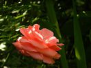 DSCN7561
