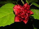 DSCN7595