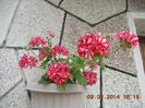 DSCN3086