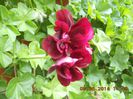DSCN3068