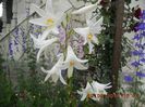 DSCN3075
