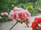DSCN3091