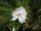 Jacqueline du Pre