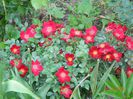 Bienenweide Rot