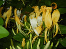 Lonicera japonica (2014, June 07)