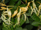 Lonicera japonica (2014, June 07)