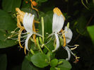 Lonicera japonica (2014, June 07)