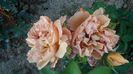 DSC_0077 - Copy