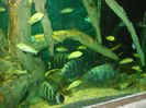 DSCF2776